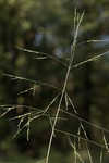 Fall panicgrass